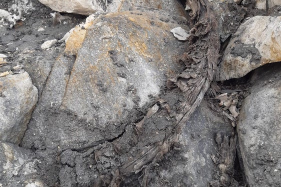 Gut erhaltene Überreste von Steinböcken wurden am Gipfelplateau des Lodner gefunden. (Foto: LPA/Forststation St. Leonhard)