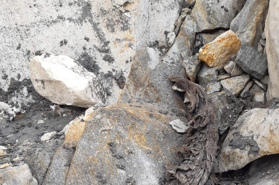 Sull'altopiano sommitale di Cima Fiammante sono stati trovati i resti ben conservati di una quindicina di stambecchi (Foto: ASP/Stazione forestale di San Leonardo in Passiria)