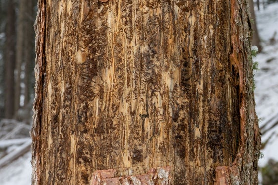Il bostrico perfora la corteccia dell'abete rosso. Di conseguenza, il flusso di linfa, cioè l'apporto di sostanze nutritive dagli aghi alle radici, si interrompe e l'albero muore lentamente. (Foto: Lucas Leander Geiger)