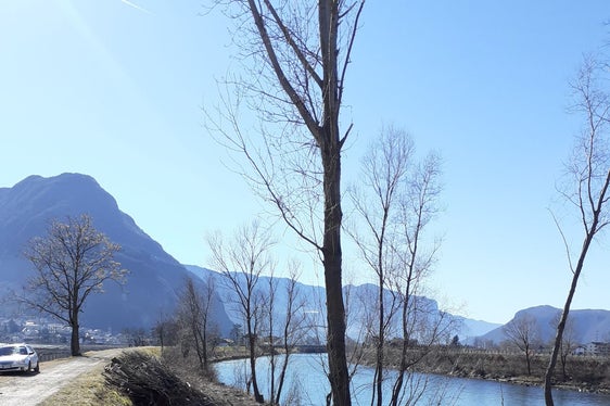 Bei einem Hochwasser mitgerissenes Schwemmholz kann zu Verklausungen, also Verstopfungen des Bachquerschnittes, führen. (Foto: LPA/Landesamt für Wildbach- und Lawinenverbauung Süd)