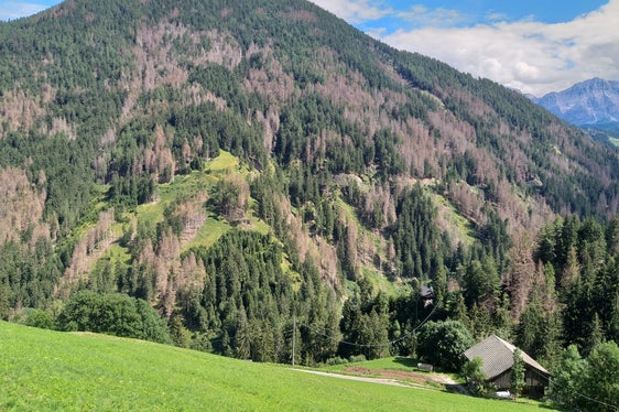 Ganze 5.400 Hektar des Südtiroler Waldes sind vom Borkenkäfer befallen. Eine Zusammenarbeit zwischen Forstbehörde und Waldbesitzern ist für die Bekämpfung unabdingbar. (Foto: LPA/Marco Pierogiovanna)