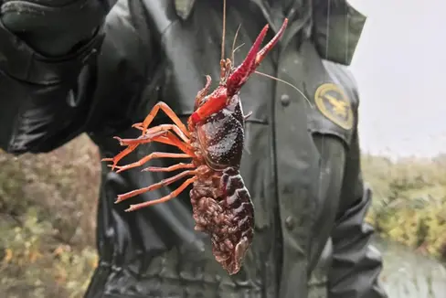 Il gambero rosso della Lousiana può raggiungere una lunghezza di 15 centimetri. È facile da distinguere dalle altre specie di gamberi. Gli avvistamenti devono essere segnalati all'Ufficio gestione fauna selvatica: questa specie invasiva minaccia le specie autoctone (Foto: ASP/Stazione forestale di Caldaro).