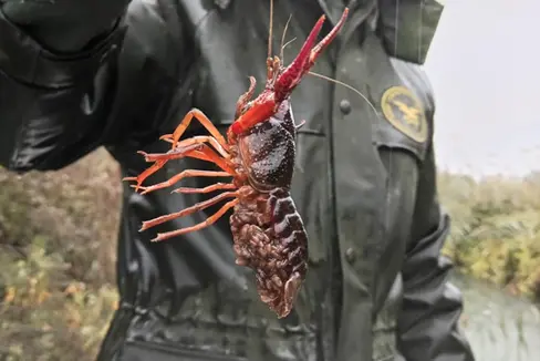 Der Rote Amerikanische Sumpfkrebs kann eine Länge von bis zu 15 Zentimetern erreichen. Er ist leicht von anderen Krebsarten zu unterscheiden. Sichtungen sollten dem Amt für Wildtiermanagement gemeldet werden - die invasive Art droht, einheimische Arten zu verdrängen. (Foto: LPA/Forststation Kaltern)