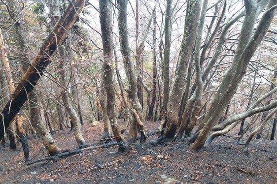 L'Ufficio Pianificazione forestale monitorerà lo sviluppo dell'area bruciata dopo il grande incendio nel bosco di Marlengo (Foto: ASP/Ufficio Pianificazione forestale)