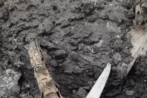 Über 7000 Jahre alt ist dieser Steinbockschädel. Anfang Juli haben vier Bergsteiger Überreste von mindestens 15 Tieren gefunden. (Foto: LPA/Forststation St. Leonhard)