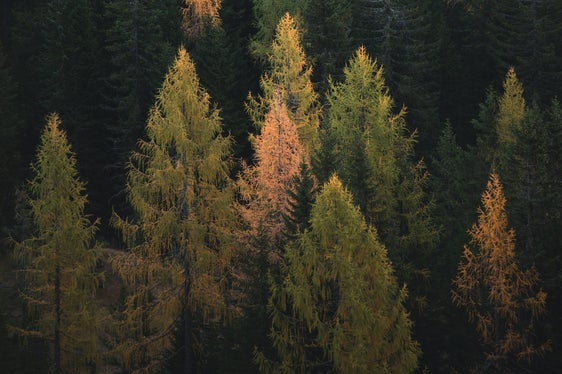 I boschi hanno un valore inestimabile quali argine al cambiamento climatico (Foto: unsplash/Federico Bottos)
