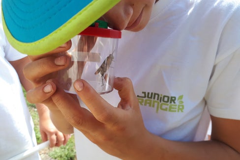 Durante la formazione Junior Ranger, i giovani imparano, per esempio, l'habitat delle diverse specie di insetti. (Foto: Ralf Pechlaner/AVS)
