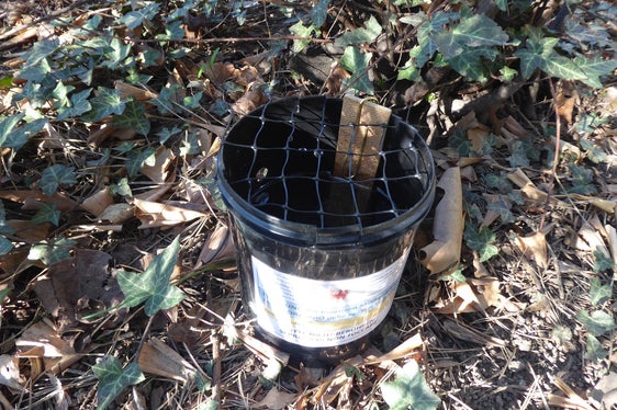 Un'ovitrappola contenente dell’acqua e una bacchetta di masonite, utilizzato per il monitoraggio della diffusione della zanzara tigre in Alto Adige (Foto: Agenzia provinciale per l’ambiente e la tutela del clima)