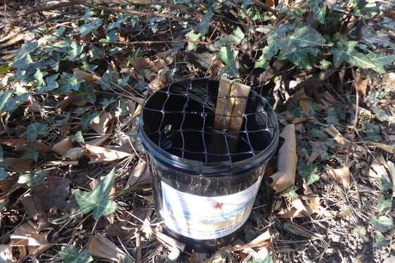 Un'ovitrappola contenente dell’acqua e una bacchetta di masonite, utilizzato per il monitoraggio della diffusione della zanzara tigre in Alto Adige (Foto: Agenzia provinciale per l’ambiente e la tutela del clima)