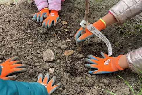 Fleißige Hände: Die Kinder der 1. und 5. Klasse der Grundschule Silvius Magnago in Vahrn haben sich ins Zeug gelegt und jede Menge Sträucher zur Begrünung der neuen Umfahrung Vahrn eingepflanzt. (Foto: LPA/Armin Oberhofer)