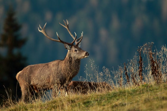 Im Naturparkhaus Puez-Geisler in Vilnöss wird eine Wanderausstellung über den Rothirsch gezeigt. (Foto: Tetraon)