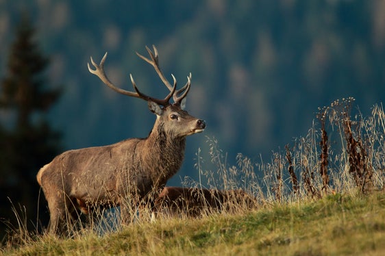 Im Naturparkhaus Puez-Geisler in Vilnöss wird eine Wanderausstellung über den Rothirsch gezeigt. (Foto: Tetraon)