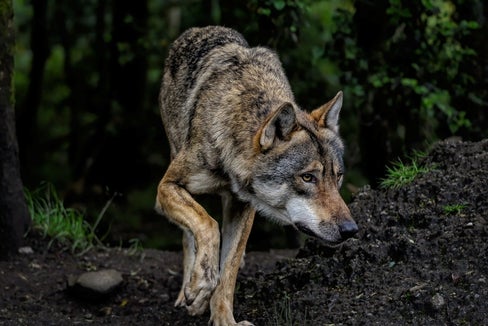 Weniger Schutz für den Wolf – dafür wurde nun in Brüssel der Weg geebnet. Landeshauptmann Arno Kompatscher und Landwirtschaftslandesrat Luis Walcher begrüßen diese Marschrichtung. (Foto: Pixabay - Das Foto darf nur im Zusammenhang mit dieser Aussendung verwendet werden)