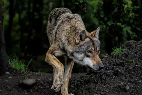 Weniger Schutz für den Wolf – dafür wurde nun in Brüssel der Weg geebnet. Landeshauptmann Arno Kompatscher und Landwirtschaftslandesrat Luis Walcher begrüßen diese Marschrichtung. (Foto: Pixabay - Das Foto darf nur im Zusammenhang mit dieser Aussendung verwendet werden)