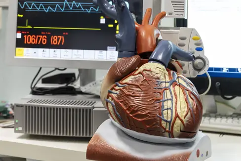 In occasione della Giornata mondiale del cuore, il 29 settembre, il Dipartimento Prevenzione sanitaria e Salute ricorda quanto sia importante il cuore (nella foto, un modello) per la salute e quanto si possa fare per mantenerlo in salute grazie a uno stile di vita sano e a misure preventive mirate. (Foto: USP/Tiberio Sorvillo)