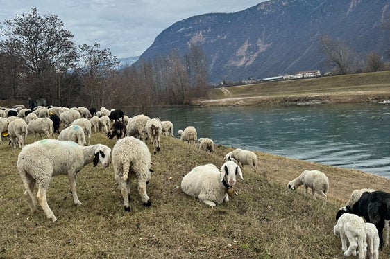 Die Schafherde ist von Salurn gestartet und bewegt sich auf der Uferböschung der Etsch grasend flussaufwärts. (Foto: LPA/Landesamt für Wildbach- und Lawinenverbauung Süd)