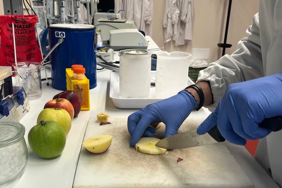 I risultati dello studio sono già stati presentati dalla Bayerischer Rundfunk (emittente radiofonica bavarese) e dalla rivista specializzata Natur & Heilen e saranno presto presentati anche nella rivista scientifica nano su ZDF e 3sat. (Foto: Centro di Sperimentazione Laimburg)