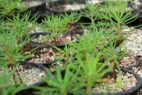 Forstarbeiterinnen und Forstarbeiter können bis zu 180 Tage im Jahr für die Abteilung Forstdienst, die Domäne oder Gemeinden arbeiten. Zu ihren Aufgaben gehören beispielsweise Aufgaben in den Landesforstgärten. (Foto: LPA/Abteilung Forstdienst)