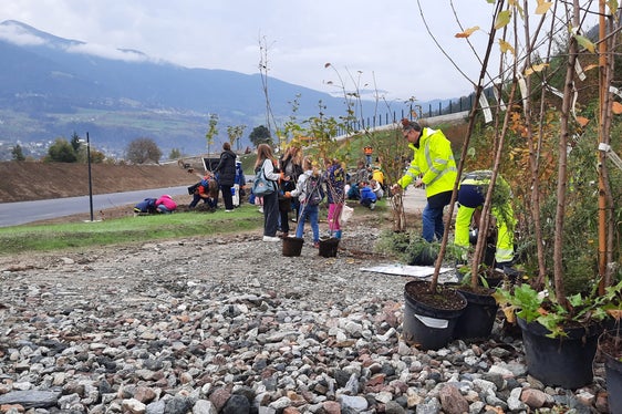 Baumfest bei der Umfahrung in Vahrn: Rund 60 Grundschulkinder haben jeweils ein bis zwei Wollige Schneebälle gepflanzt. (Foto: LPA/Florian Knollseisen)