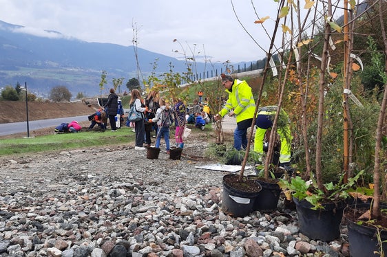Baumfest bei der Umfahrung in Vahrn: Rund 60 Grundschulkinder haben jeweils ein bis zwei Wollige Schneebälle gepflanzt. (Foto: LPA/Florian Knollseisen)