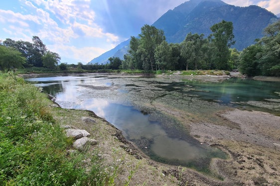 Mit ihren dichten Beständen verdrängt die schnellwüchsige Wasserpest-Art einheimische Wasserpflanzen und Planktonarten. Die Aufnahme entstand vor Beginn der Arbeiten. (Foto: LPA/Landesamt für Wildbach- und Lawinenverbauung West)