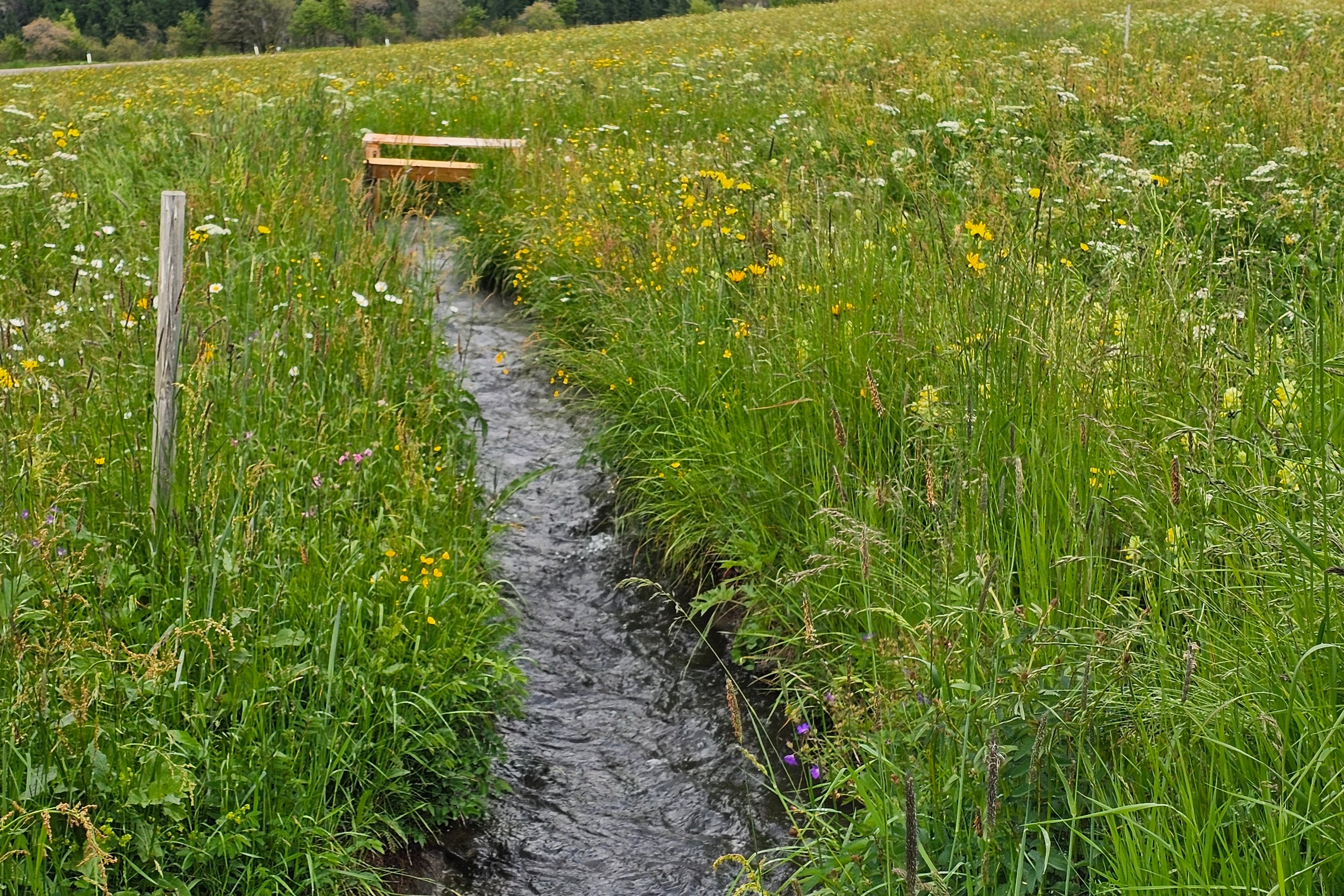 Welche Herausforderungen und Vorteile bringt die traditionelle Waalbewässerung mit sich? Diese und andere Fragen standen im Mittelpunkt der Wanderung auf der Malser Haide am 3. Juni, die sich der landwirtschaftlichen Praxis und den wiesenbrütenden Vogelarten widmete. (Foto: Heimatpflegeverband Südtirol)