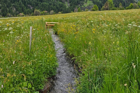 Quali sono le sfide e i vantaggi dell'irrigazione tradizionale? Queste e altre domande sono state al centro dell'escursione sulla Muta di Malles del 3 giugno, dedicata alle pratiche agricole e alle specie di uccelli che nidificano nei prati. (Foto: Heimatpflegeverband Südtirol)