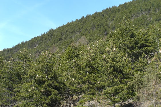 Nelle prossime due settimane, le larve della processionaria usciranno dai loro nidi sui tronchi degli alberi per arrivare a terra e potranno essere osservati nelle loro tipiche processioni. Il Servizio forestale invita le persone a tenersi a distanza. (Foto: ASP/Ispettorato forestale di Silandro)