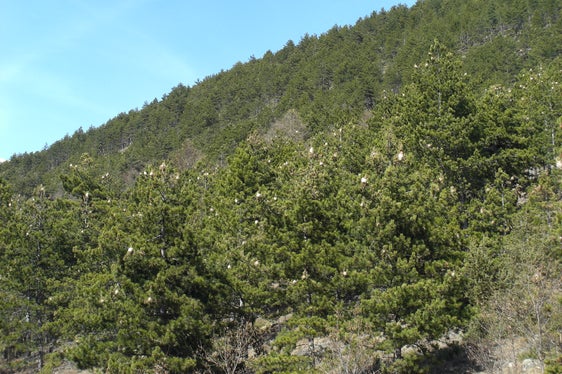 Nelle prossime due settimane, le larve della processionaria usciranno dai loro nidi sui tronchi degli alberi per arrivare a terra e potranno essere osservati nelle loro tipiche processioni. Il Servizio forestale invita le persone a tenersi a distanza. (Foto: ASP/Ispettorato forestale di Silandro)
