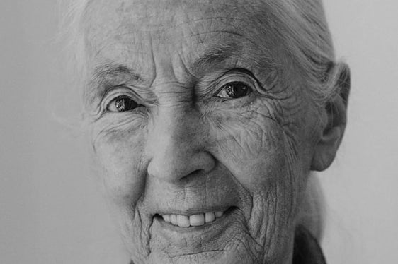 Jane Goodall, ambasciatrice di pace delle Nazioni Unite famosa in tutto il mondo per le sue ricerche pionieristiche sugli scimpanzé selvatici (Foto: Johanna Lohr)