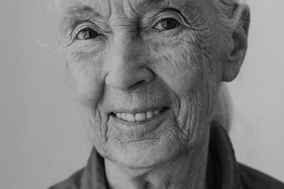 Jane Goodall, UN-Friedensbotschafterin und weltweit bekannt für ihre Pionierarbeit bei der Erforschung der wilden Schimpansen (Foto: Johanna Lohr)