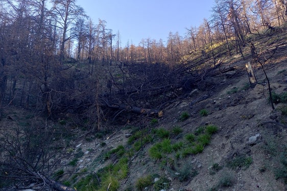 Quer zum Hang gefällte Bäume dienen als Schutz vor Wildverbiss, bieten aber auch Schatten vor der starken Sonneneinstrahlung am Südhang. (Foto: LPA/Forstinspektorat Schlanders)