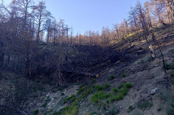 Gli alberi abbattuti lungo il pendio fungono da protezione contro il passaggio della selvaggina, ma forniscono anche ombra dalla forte luce solare sul versante meridionale. (Foto: USP/Ispettorato forestale Silandro)