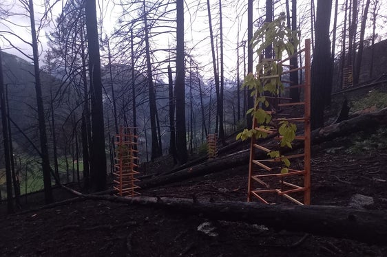 Gli alberi rimboschiti devono essere protetti dalla selvaggina con protezioni elaborate: nella foto protezioni ecologicamente degradabili per singoli alberi in legno nativo. (Foto: USP/Ispettorato forestale Silandro)
