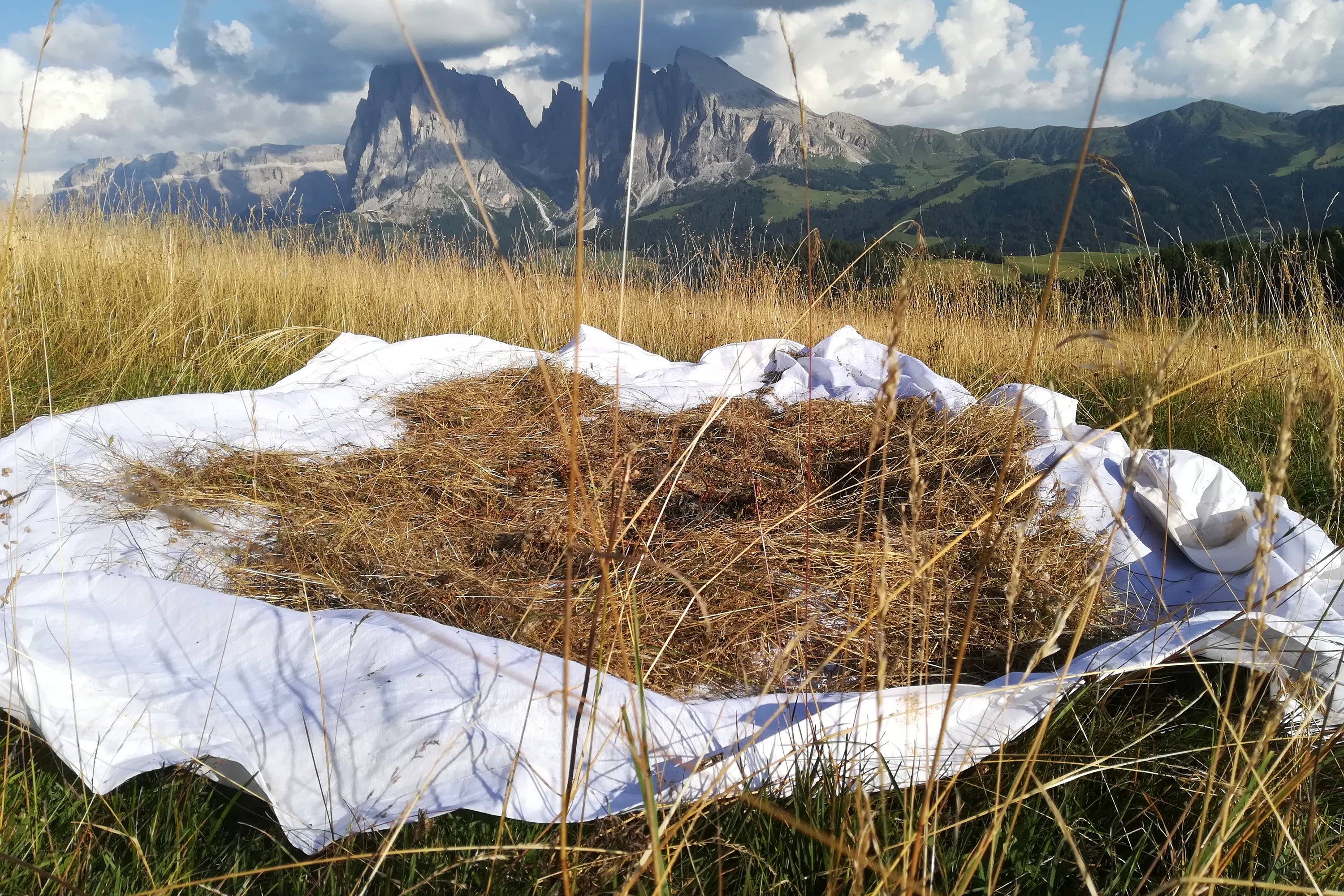 Der gesamte Prozess der Gewinnung von Saatgut - vom Schnitt über die Trocknung bis zum gesammelten Saatgut - wird gefördert. Ziel ist es, dieses so gut wie möglich an anderer Stelle wieder zu etablieren. (Foto: LocalFloraSeed)