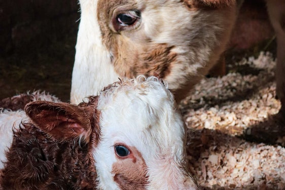 Der Landestierärztliche Dienst wacht über Tiergesundheit und Tierwohl und trägt dazu bei, Krankheiten vorzubeugen, die Tiere oder Menschen gefährden können. (Foto: Pexels. Das Foto darf nur in Zusammenhang mit dieser Pressemitteilung verwendet werden.)