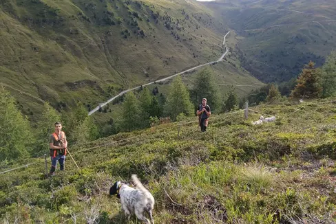 Le modifiche apportate nell'autunno del 2007 alla legge provinciale sulla caccia riguardavano, tra le altre cose, l’adeguamento alle direttive europee sul prelievo venatorio dei galliformi alpini, in base alle quali la caccia non deve mettere a rischio le popolazioni ma deve essere “sostenibile”. Nel 2008 è stato quindi avviato, da parte dell’Ufficio provinciale Caccia e pesca in collaborazione con l’Associazione cacciatori Alto Adige, un programma di monitoraggio annuale dei galliformi cacciabili. (Foto: USP/Ufficio provinciale Gestione fauna selvatica)