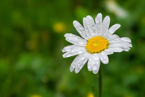 Grazie alle precipitazioni degli ultimi giorni, oggi è stata revocata l'ordinanza di risparmio idrico in vigore dalla fine di marzo (Foto: Unsplash)