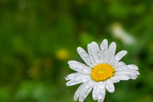 Dank der Niederschläge der vergangenen Tage konnte heute die Verordnung zum Wassersparen von Ende März aufgehoben werden. (Foto: Unsplash)