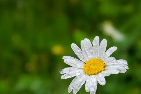 Dank der Niederschläge der vergangenen Tage konnte heute die Verordnung zum Wassersparen von Ende März aufgehoben werden. (Foto: Unsplash)