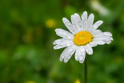 Grazie alle precipitazioni degli ultimi giorni, oggi è stata revocata l'ordinanza di risparmio idrico in vigore dalla fine di marzo (Foto: Unsplash)