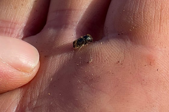 La massiccia moltiplicazione del bostrico porta all'indebolimento delle nostre foreste ed alla morte degli alberi. La Giunta ha stanziato ulteriori contributi per contrastare il bostrico (Foto: ASP/Ripartizione foreste)