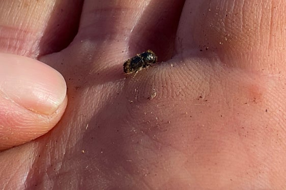 La massiccia moltiplicazione del bostrico porta all'indebolimento delle nostre foreste ed alla morte degli alberi. La Giunta ha stanziato ulteriori contributi per contrastare il bostrico (Foto: ASP/Ripartizione foreste)