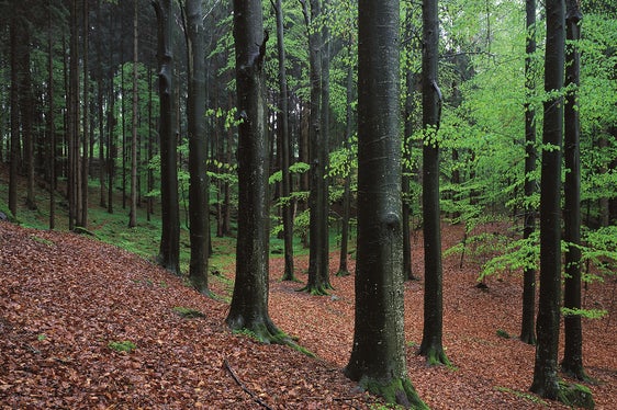 Besonderen Waldlebensräumen, wie dem Buchenwald, widmet sich eine Sonderausstellung im Naturparkhaus Drei Zinnen in Toblach. (Foto: LPA/Landesamt für Natur)