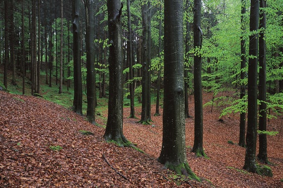 Besonderen Waldlebensräumen, wie dem Buchenwald, widmet sich eine Sonderausstellung im Naturparkhaus Drei Zinnen in Toblach. (Foto: LPA/Landesamt für Natur)