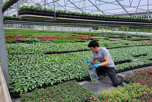 Eine Aktualisierung des Landesgesetzes zu den Bestimmungen auf dem Gebiet des Pflanzenschutzes ist notwendig: Die Landesregierung hat dafür in ihrer Sitzung vom 26. August dem von Landesrat Luis Walcher eingebrachten Vorschlag zugestimmt, nun muss er durch den Gesetzgebungsausschuss in den Landtag. Hauptaktivitäten des in der Landesabteilung Landwirtschaft angesiedelten Pflanzenschutzdienstes sind die Überwachung und Kontrolle der landwirtschaftlichen Flächen, der urbanen Grünflächen und der Wälder in Südtirol. Im Bild einer der Pflanzenschutzinspektoren bei der Probenentnahme zur Durchführung einer Analyse von Tomatenpflanzen. (Foto: LPA/Landespflanzenschutzdienst)