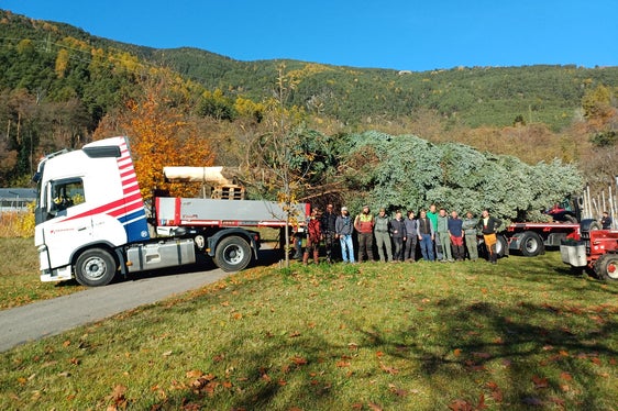L'abbattimento e le operazioni di carico dell'albero di Natale per Piazza Walther a Bolzano sono stati eseguiti alla perfezione. (Foto: USP/Vivaio forestale di Aica/Markus Pfeifer)