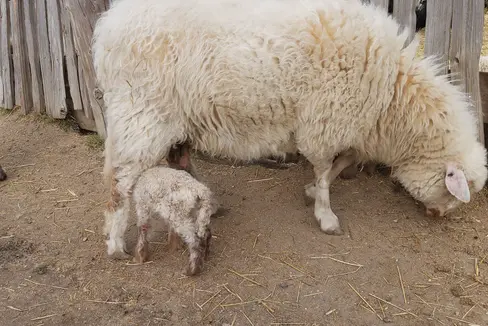 L'Alto Adige è attualmente indenne dalla febbre catarrale dei ruminanti. Il Servizio veterinario provinciale invita alla massima cautela. I bovini e le capre contraggono il virus ma si riprendono, mentre gli ovini soccombono alla malattia nella maggior parte dei casi. (Foto: USP/uli)