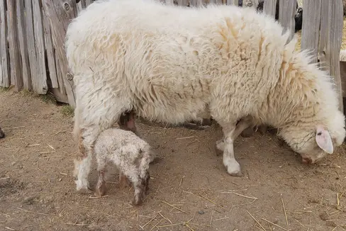 Südtirol ist aktuell frei von Blauzungenkrankheit bei Wiederkäuern. Der Landesveterinärdienst ruft zu größter Vorsicht auf. Rinder und Ziegen erkranken am Virus, erholen sich aber wieder, Schafe erliegen dieser Krankheit in den meisten Fällen. (Foto: LPA/uli)