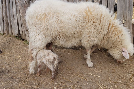 Südtirol ist aktuell frei von Blauzungenkrankheit bei Wiederkäuern. Der Landesveterinärdienst ruft zu größter Vorsicht auf. Rinder und Ziegen erkranken am Virus, erholen sich aber wieder, Schafe erliegen dieser Krankheit in den meisten Fällen. (Foto: LPA/uli)